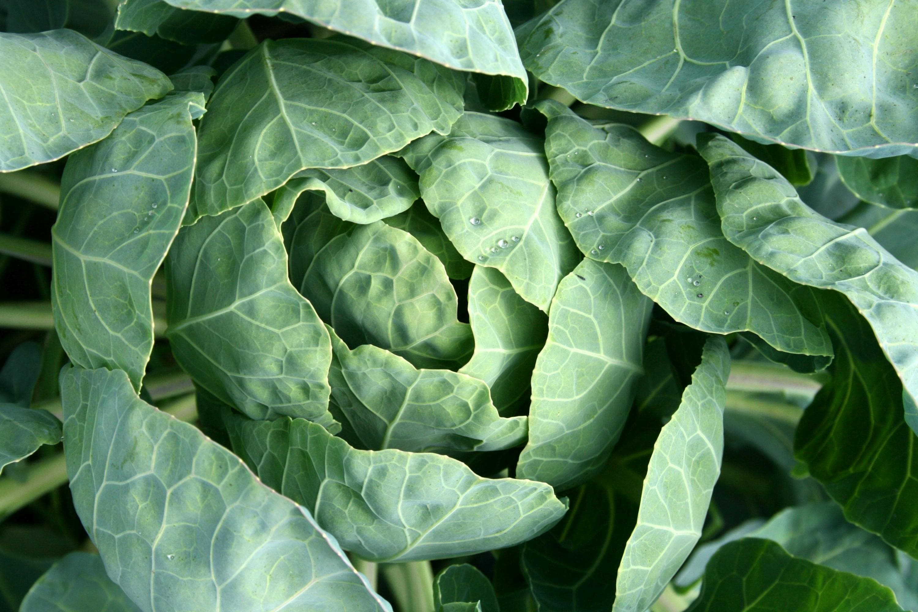 Chinese Cabbage