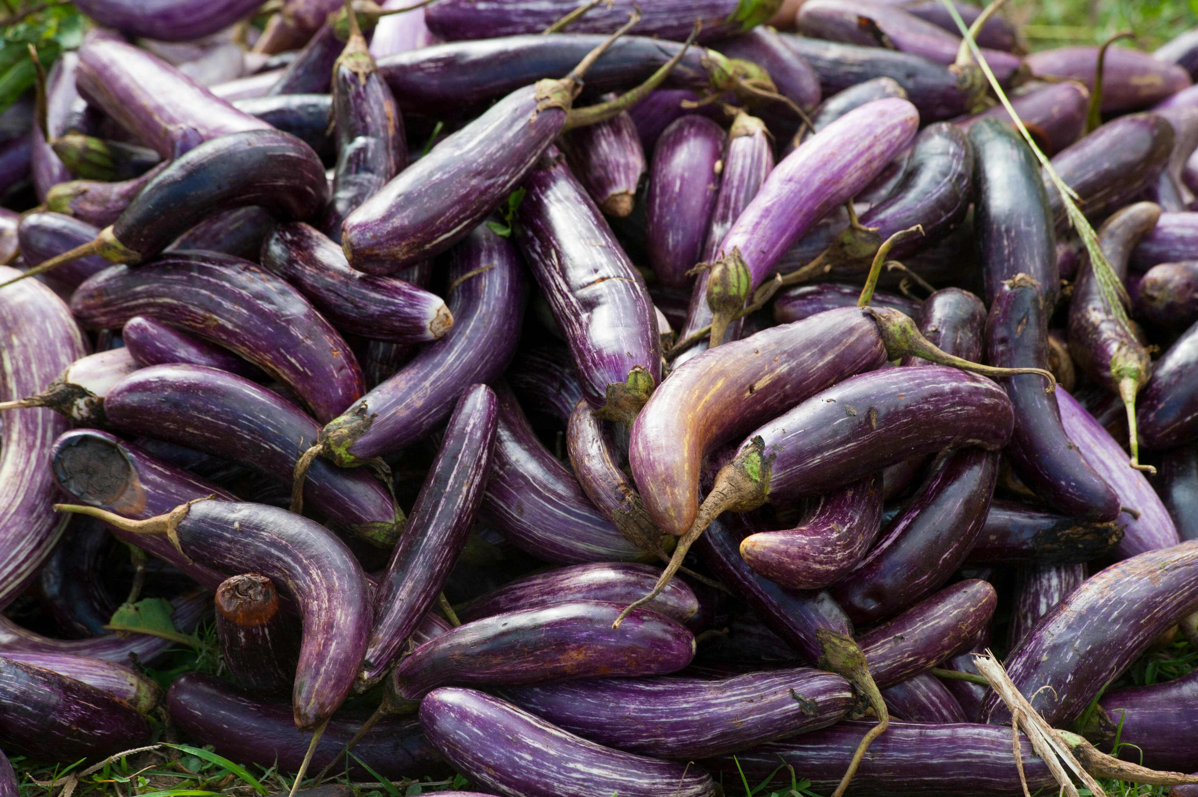 Eggplant